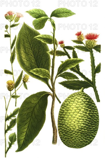 Jackfruit tree, Artocarpus heterophyllus, Jaca, austriaca, cynoides, sicula, Historical, digitally
