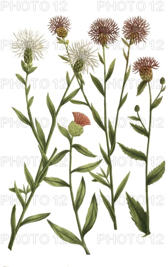 A. Jacea nigra pratensis, knapweed, b. Jacea nigra pratensis latifolia, c. Jacea nigra vulgaris
