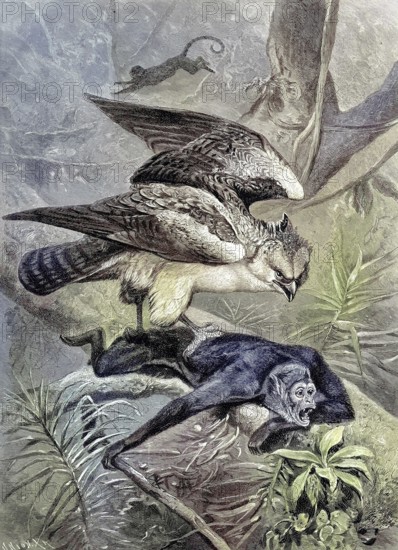 Sparrows, Accipiter nisus, being attacked by a Chamek monkey, original drawing by C. von