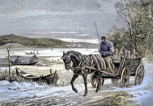 The capture and safe keeping of the Havel swans at sub-zero temperatures, Germany, original drawing