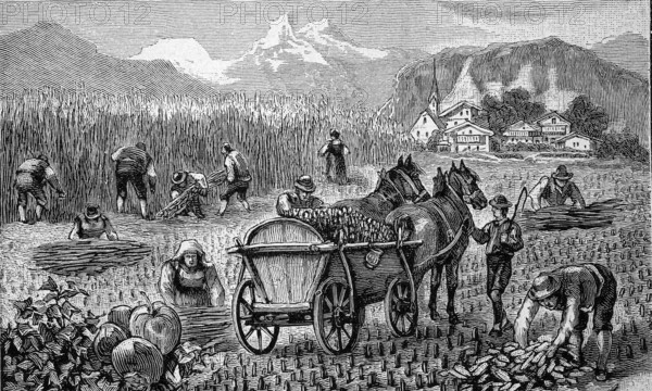 Harvest of maize, corn, in the Bavarian Alps, Bavaria, Germany, mowing and loading, agriculture,