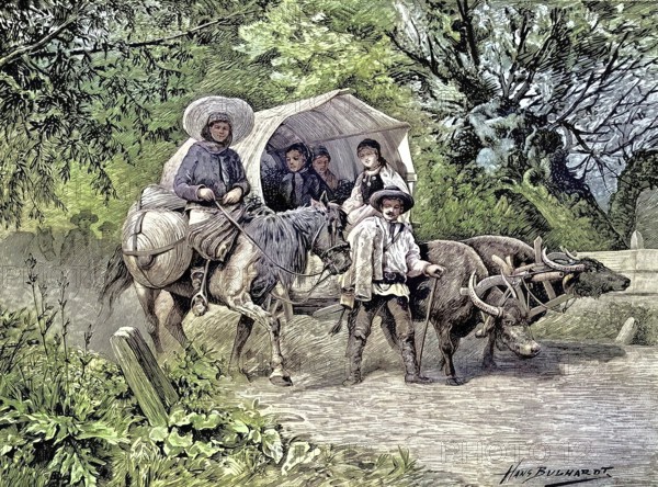 Farmers going to market, carriage pulled by cattle, Agriculture, Transylvania, Romania,