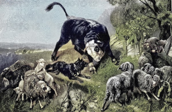 Unequal fight, shepherd barking at a bull, in the midst of a flock of sheep, illustration,