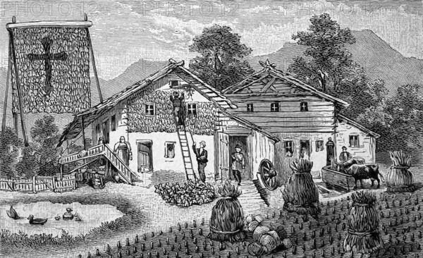 Harvest of corn, corn, in the Bavarian Alps, Bavaria, Germany, bundle of stalks and hanging