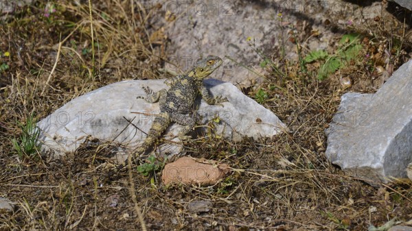 Lizard on a rock in a dry, overgrown environment, Asklipion, Asklepieion, healing temple, temple,