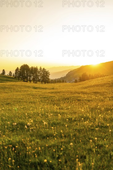 Wide meadow with trees in the background during a sunset, Alpe di Siusi, Dolomites, South Tyrol,