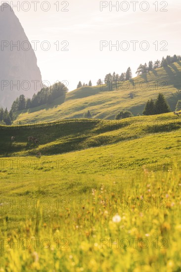 Sunlit green hills with scattered trees and a warm, summery light, Alpe di Siusi, Dolomites, South