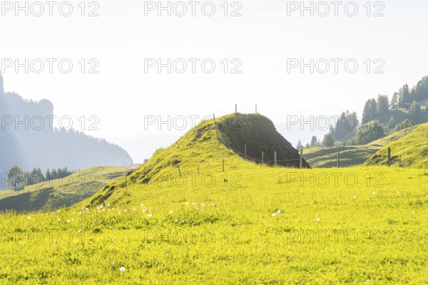 Gentle green hills under bright sunshine with scattered trees, Alpe di Siusi, Dolomites, South