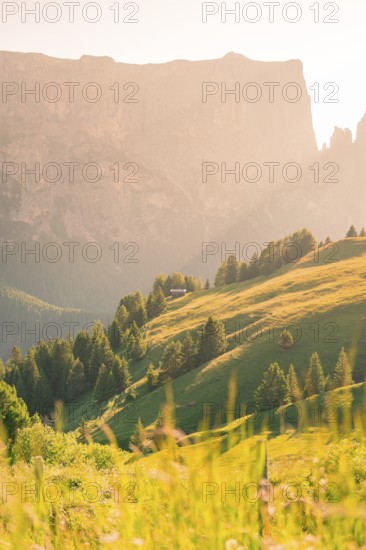 A sunlit mountain slope with green hills and trees in summer, Alpe di Siusi, Dolomites, South