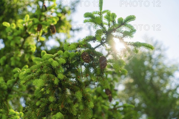 Sunlight shining through green branches with pine cones, Alpe di Siusi, Dolomites, South Tyrol,