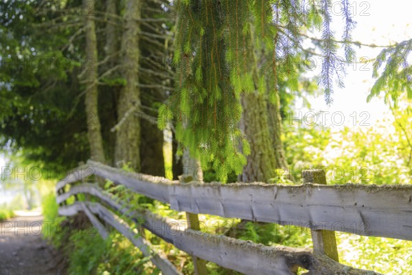 A wooden fence along a forest path in the sunlight, Alpe di Siusi, Dolomites, South Tyrol, Italy