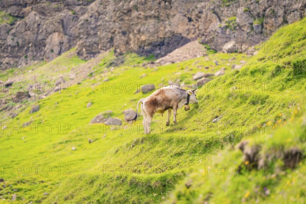 A cow grazing on a green, rocky meadow in the mountains, Alpe di Siusi, Dolomites, South Tyrol,