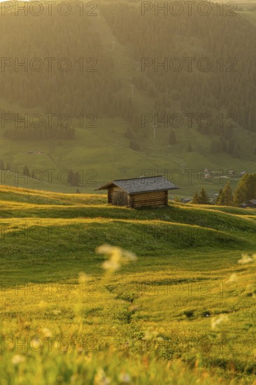 A lonely wooden hut on a green meadow in front of wooded mountains, Alpe di Siusi, Dolomites, South