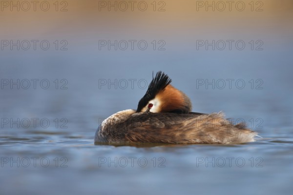 Pause... Great Crested Grebe (Podiceps Scalloped ribbonfish) resting by resting its head on its