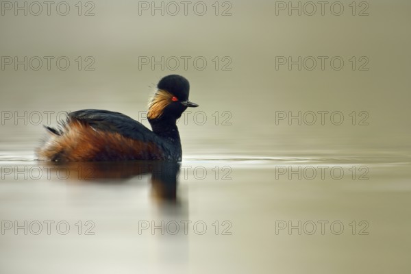In splendid breeding plumage... Black-necked Grebe (Podiceps nigricollis), small native, rare water