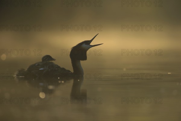 Great Crested Grebe (Podiceps Scalloped ribbonfish) with young birds on its back, opens its beak