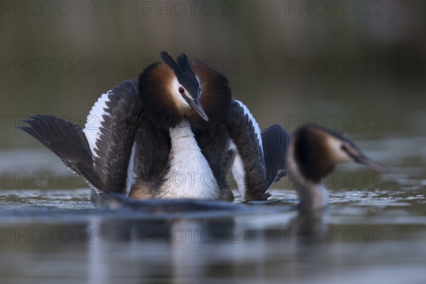 The most beautiful part of the courtship display... Great Crested Grebe (Podiceps Scalloped