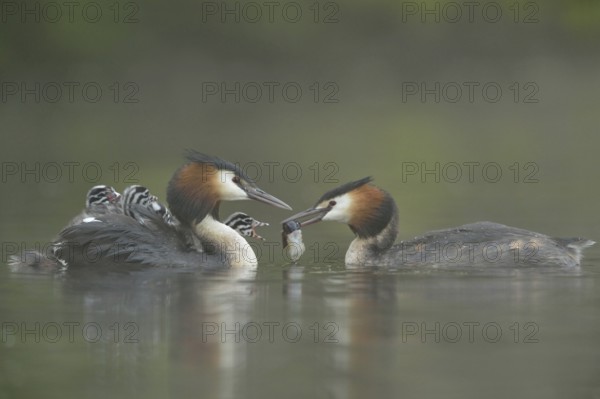 Great Crested Grebe (Podiceps Scalloped ribbonfish) carries at least four chicks on its back, which