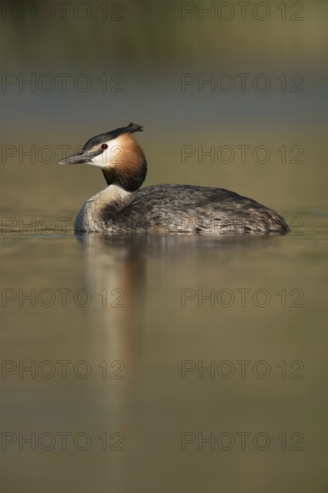 Beautiful to look at... Great Crested Grebe (Podiceps Scalloped ribbonfish), typical waterfowl