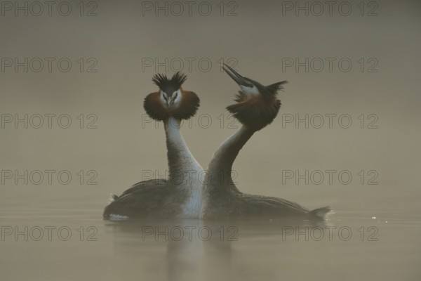 The courtship... Great Crested Grebe (Podiceps Scalloped ribbonfish), couple at their wedding