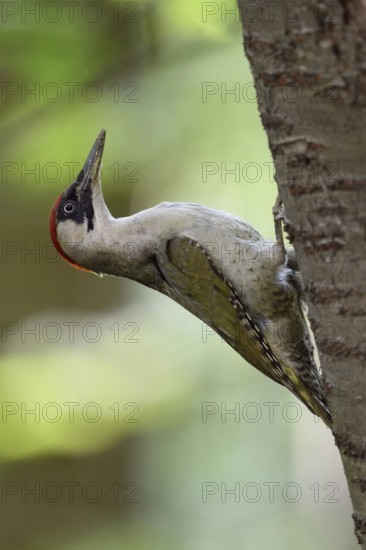 Alert... Green woodpecker (Picus viridis) sitting on a tree trunk of a wild cherry, leaning far