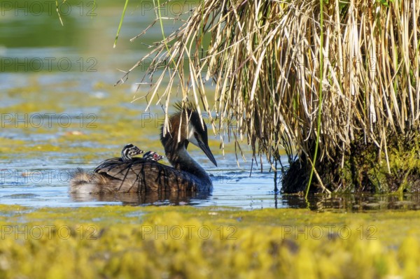 Great Crested Grebe with chicks on its back swimming under overhanging reeds, Great Crested Grebe,