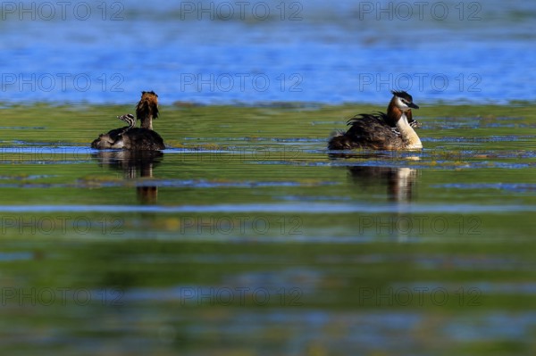 Great crested grebe swimming on a calm lake in a peaceful, natural environment, Great crested
