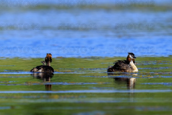 Two great crested grebes are in a calm lake in a natural environment, Great crested grebe,