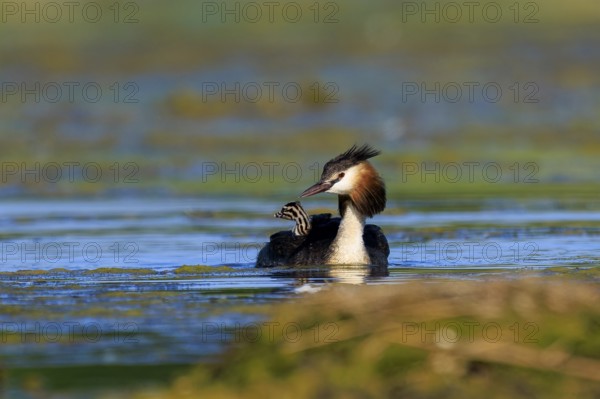 A great crested grebe swims head-on towards you, surrounded by natural vegetation, Great crested
