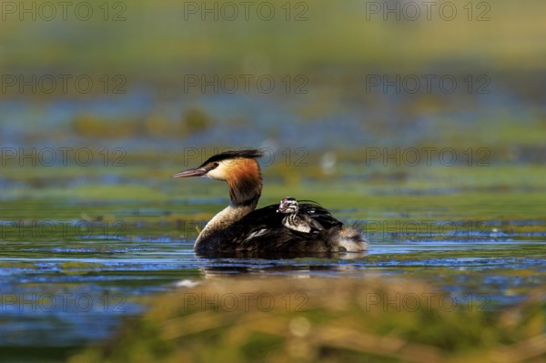 Great Crested Grebe walking leisurely over the water of a lake, Great Crested Grebe, (Podiceps