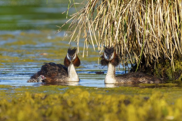 Two great crested grebes in the water near a bundle of plants, Great crested grebe, (Podiceps