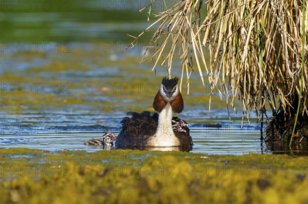 Frontal view of a great crested grebe with chicks in the water, Great crested grebe, (Podiceps