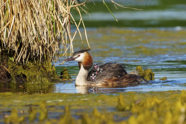 Lateral view of great crested grebe with chicks near plants in water, Great crested grebe,
