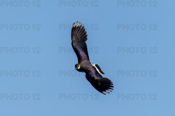 An elegant bird with a unique wing shape in the blue sky, lapwing (Vanellus vanellus), wildlife,