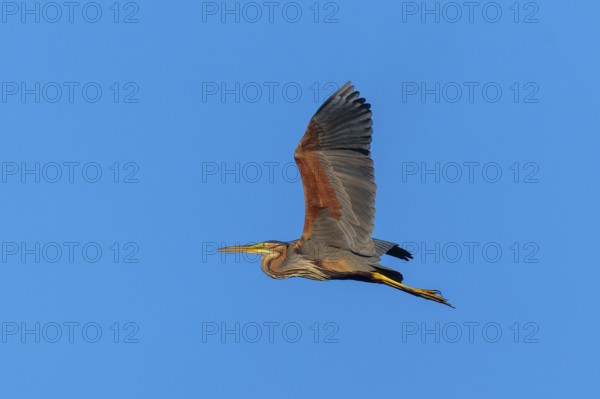 A large bird spreads its wings in flight in the blue sky, Purple Heron, (Ardea purpurea), wildlife,