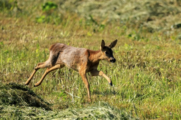 A roe deer jumping through tall grasses in a meadow, Roe deer (Capreolus capreolus), wildlife,