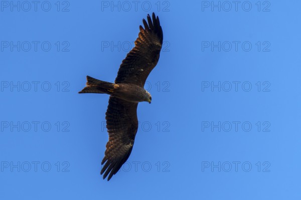 A mighty bird of prey soars in the clear blue sky with its wings spread wide, Red Kite, (Milvus