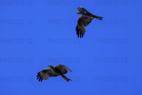 Two birds of prey fly synchronised in the blue sky and create a feeling of freedom, Red Kite,
