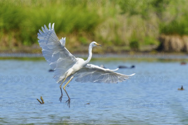 A heron with open wings hovering over a lake, Great White Egret (Ardea alba, Syn.: Casmerodius