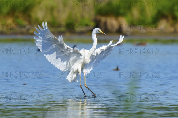 The heron dynamically spreads its wings over the water, Great White Egret (Ardea alba, Syn.:
