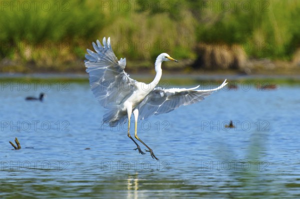 Heron landing gracefully on the water, Great White Egret (Ardea alba, Syn.: Casmerodius albus,