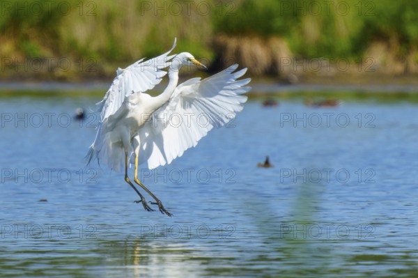 White heron gliding just above the water, Great White Egret (Ardea alba, Syn.: Casmerodius albus,