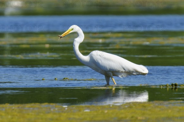 A heron in the water has a fish in its beak, Great White Egret (Ardea alba, Syn.: Casmerodius