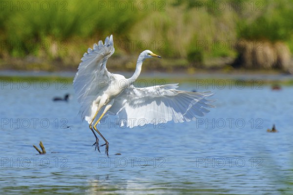 A heron lowers its wings as it flies over water, Great White Egret (Ardea alba, Syn.: Casmerodius