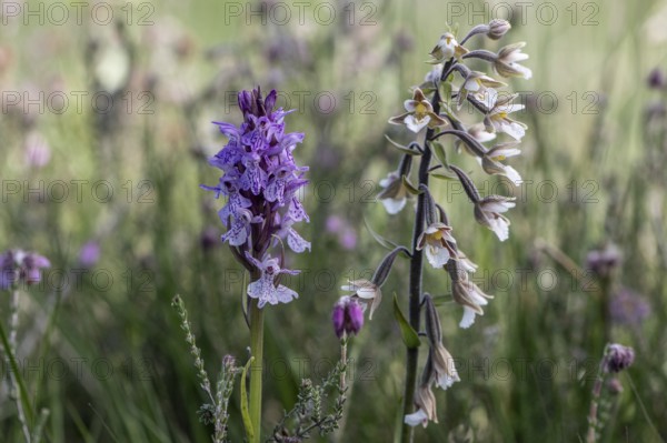 Southern marsh orchid (Dactylorhiza maculata) and marsh epiphyte (Epipactis palustris), Emsland,