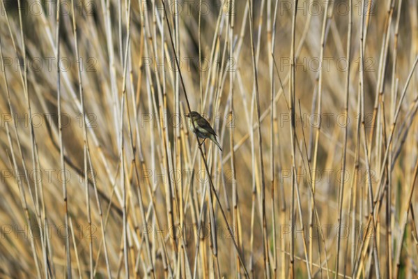 Chiffchaff, willow warbler sitting on a branch in dry reeds, Insel Düne, Heligoland,
