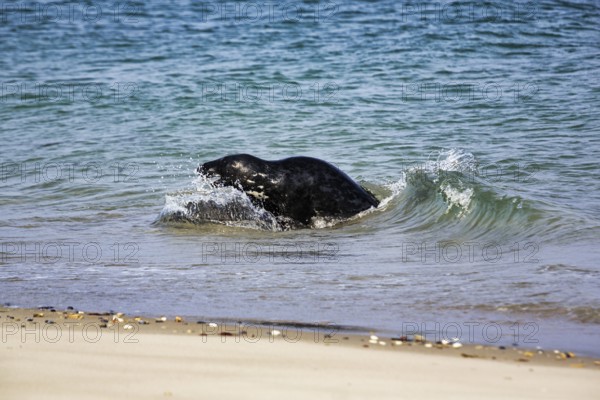 Grey seal (Halichoerus grypus) playing in the water, animal behaviour, Insel Düne, Helgoland,