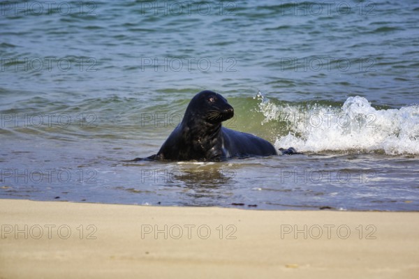 Grey seal (Halichoerus grypus) in the water, sandy beach, Dune Island, Heligoland,