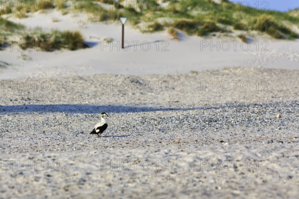 Male Common Eider (Somateria mollissima) on the beach, Insel Düne, Heligoland, Schleswig-Holstein,