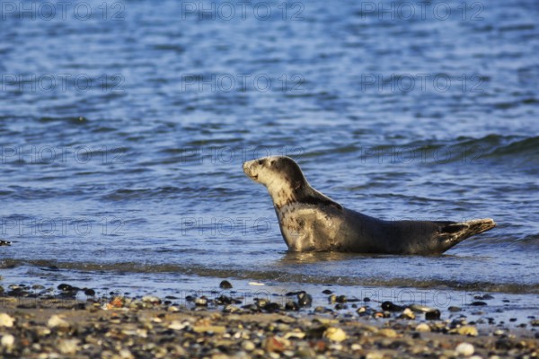 Harbour seal (Phoca vitulina) lying attentively on the beach, Wildlife, Insel Düne, Helgoland,